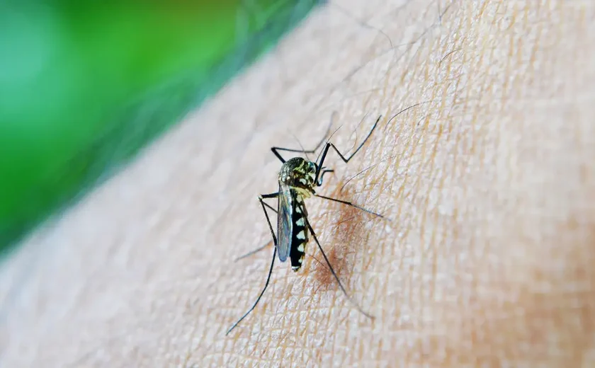 DENGUE? FEBRE AMARELA? COMO PROTEGER NOSSAS CRIANÇAS?
